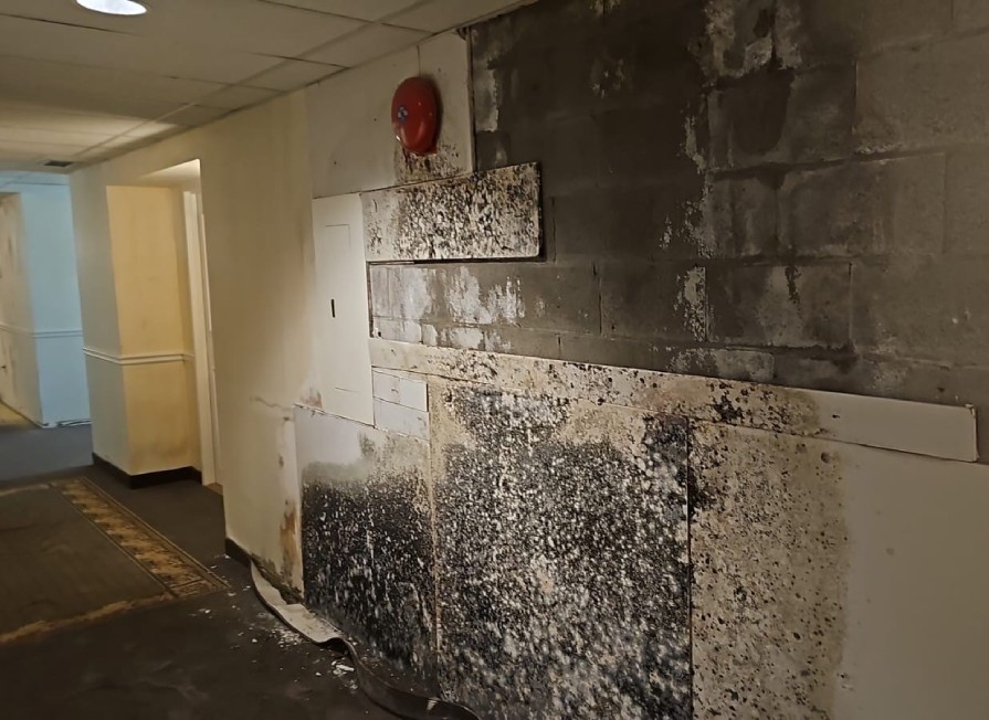 Mold Photo